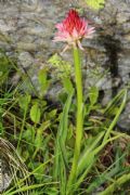 Nigritella corneliana